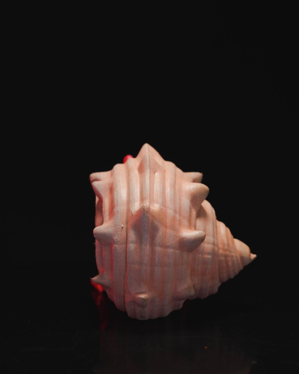 Hermes, the Articulated Hermit Crab - The Phynagrin Show