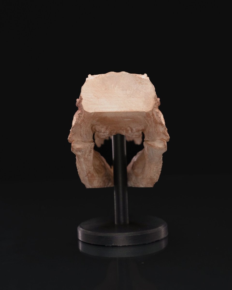 "Hand Carved" T - Rex Skull - The Phynagrin Show